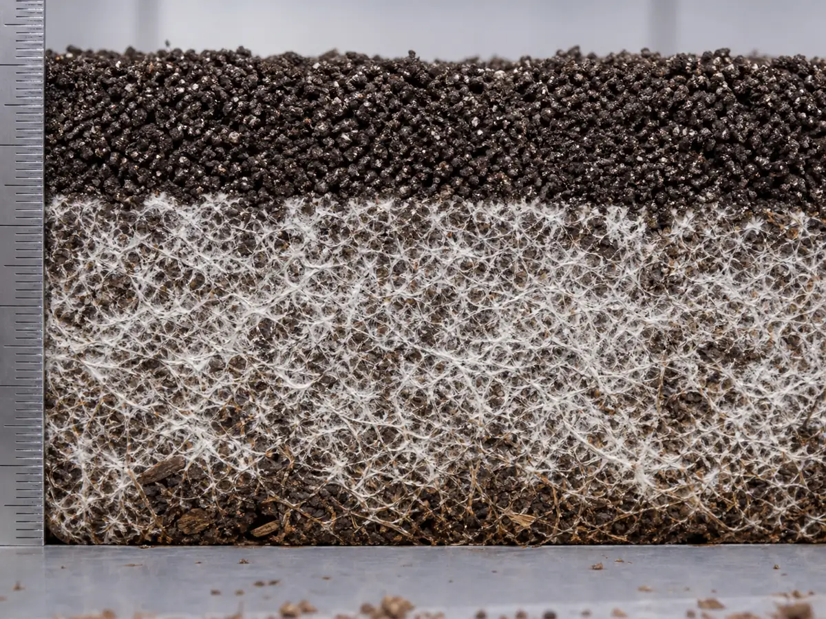 Vertical section through colonized Agaricus compost and a distinct granular casing layer
