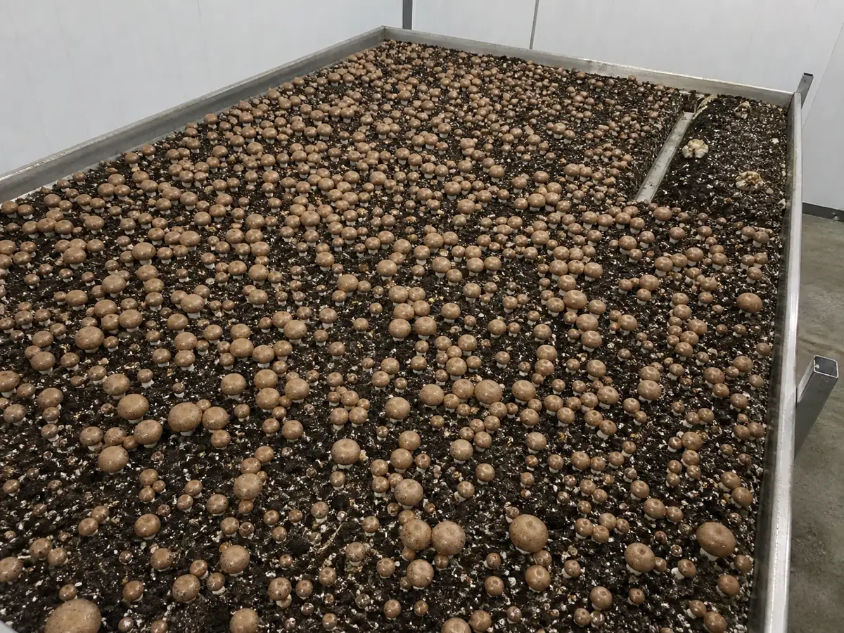 Cremini cultivation bed with a healthy main crop and one separated suspect sector