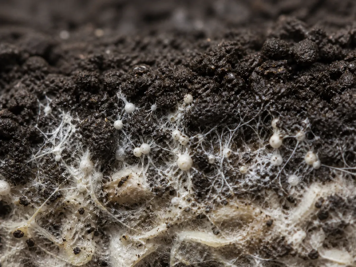Agaricus mycelium entering a moist open-textured casing layer