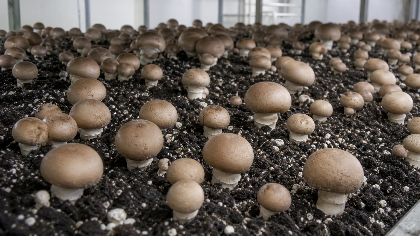 How Do You Grow Cremini as Closed Brown Buttons?