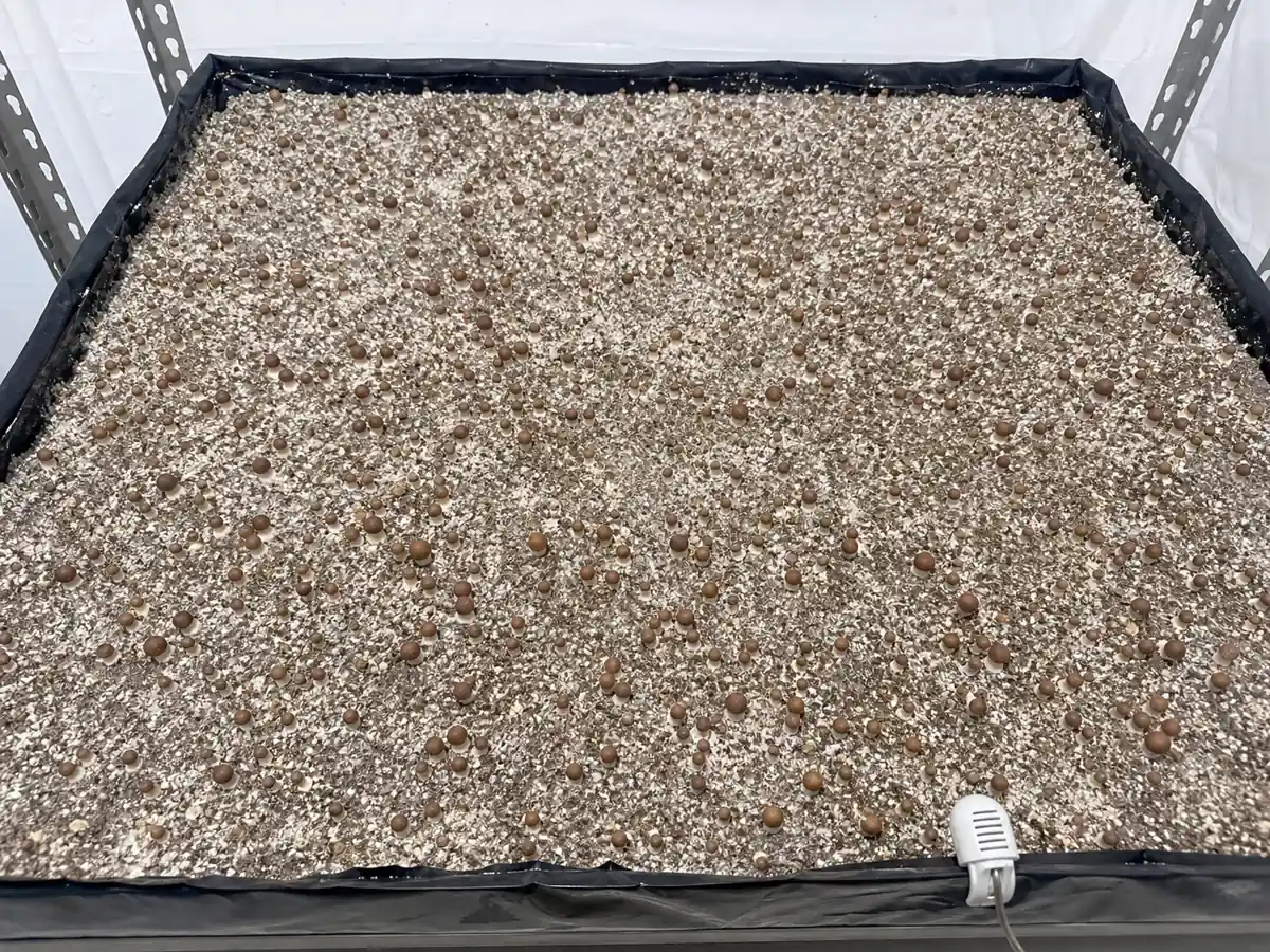 Young brown cremini pins distributed across a full casing tray