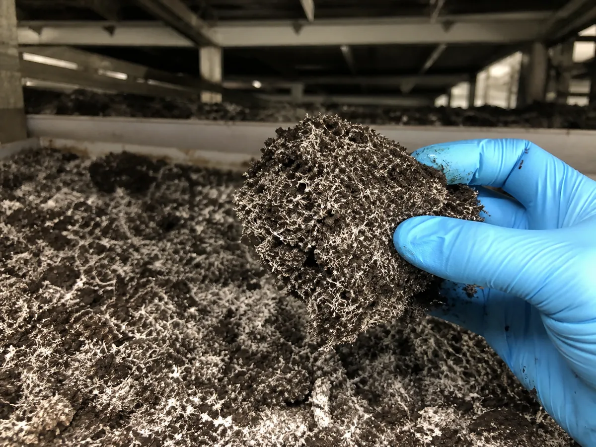 Gloved inspection of mycelial threads running through uncased Agaricus compost