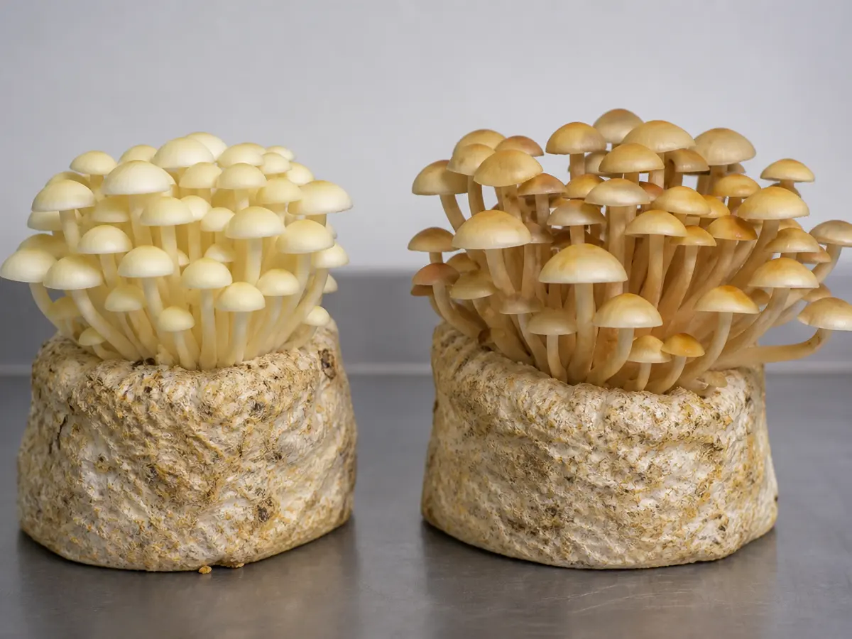 Pale compact and darker open enoki clusters shown side by side