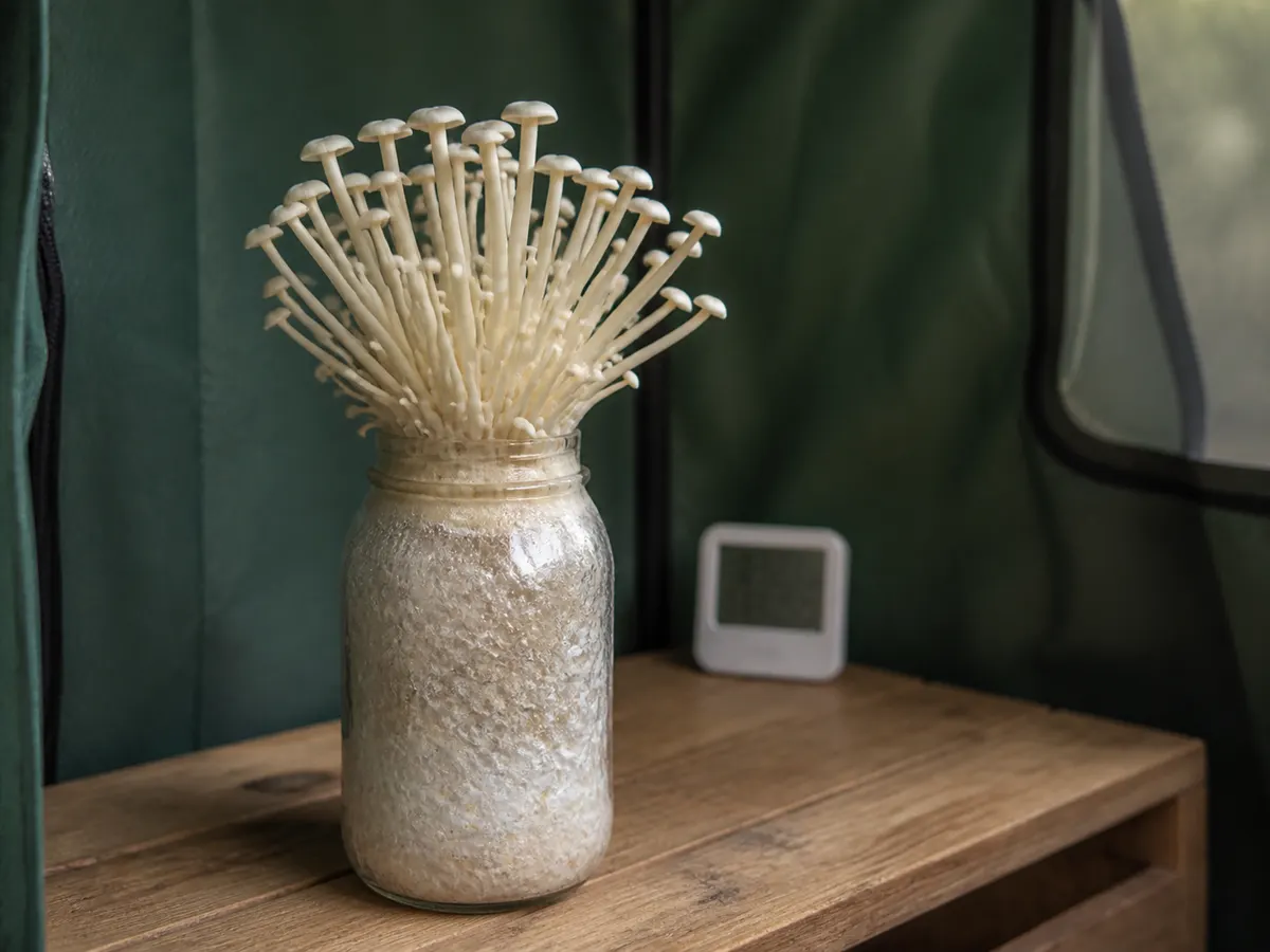A complete cultivated enoki cluster rising from a substrate bottle