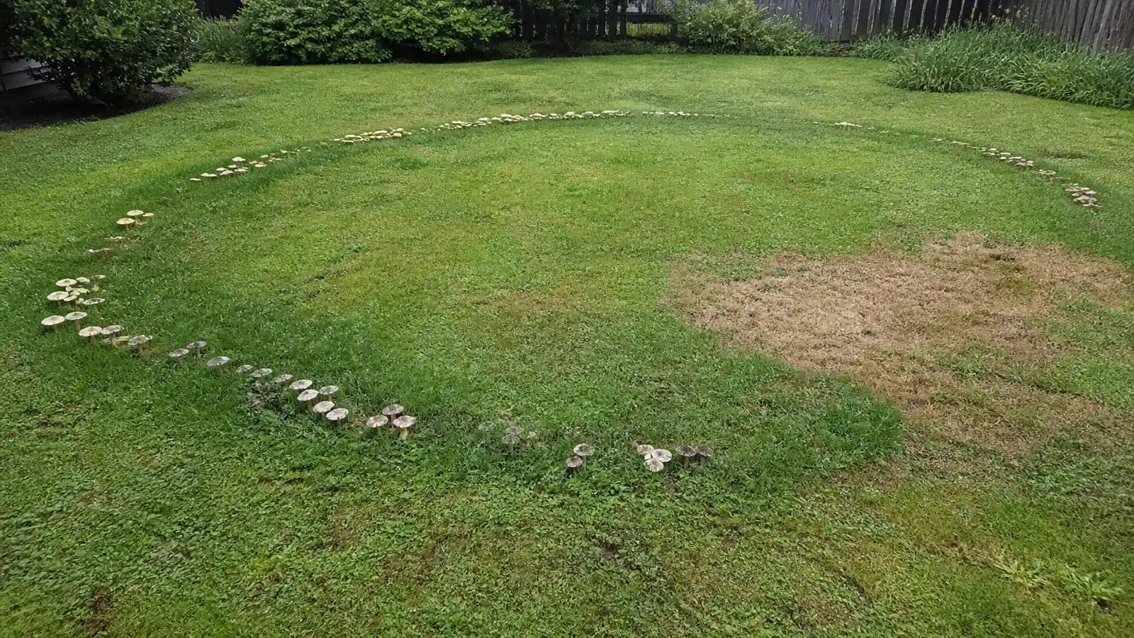 Large dark green fairy ring with mushrooms forming a complete circle in a home lawn