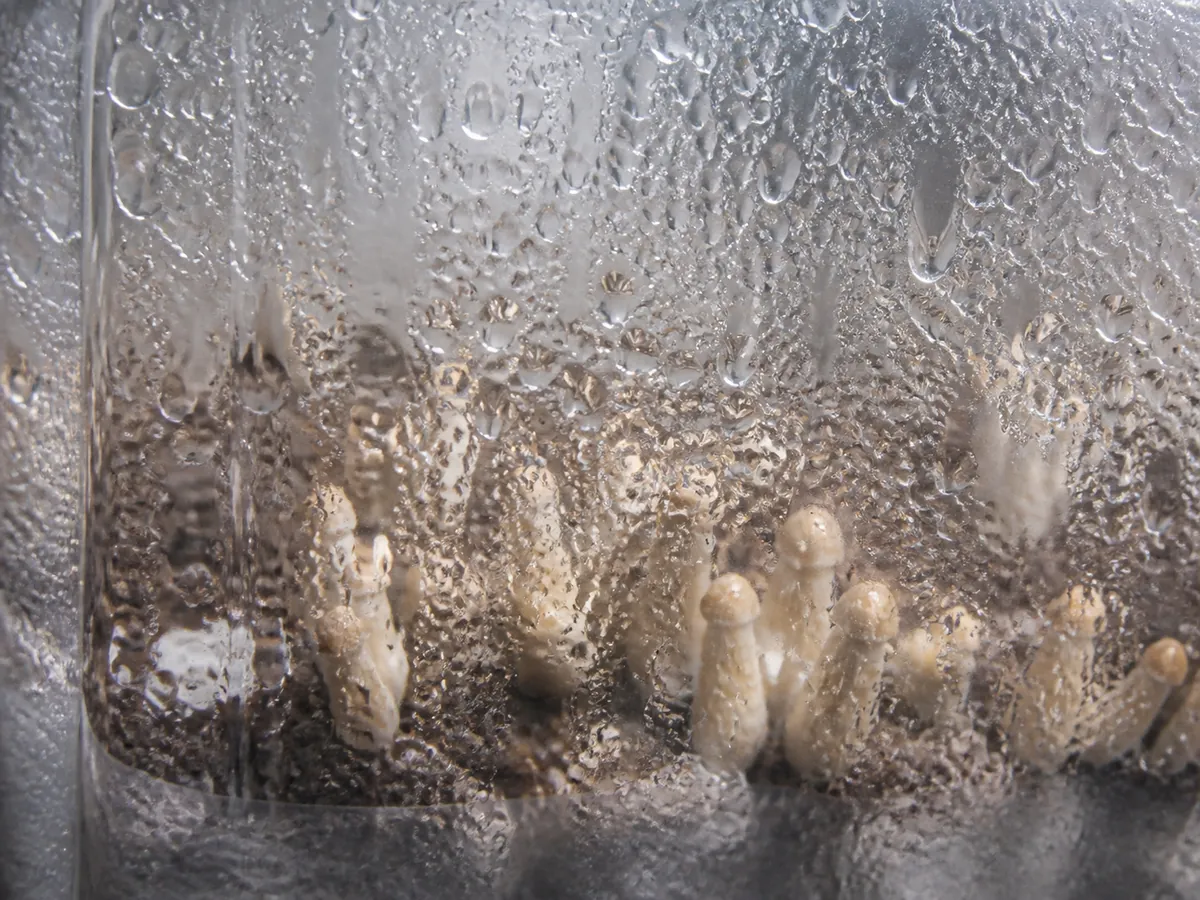 Extreme close view of fine water droplets covering the inside of a clear plastic mushroom chamber wall with pale pins blurred behind it