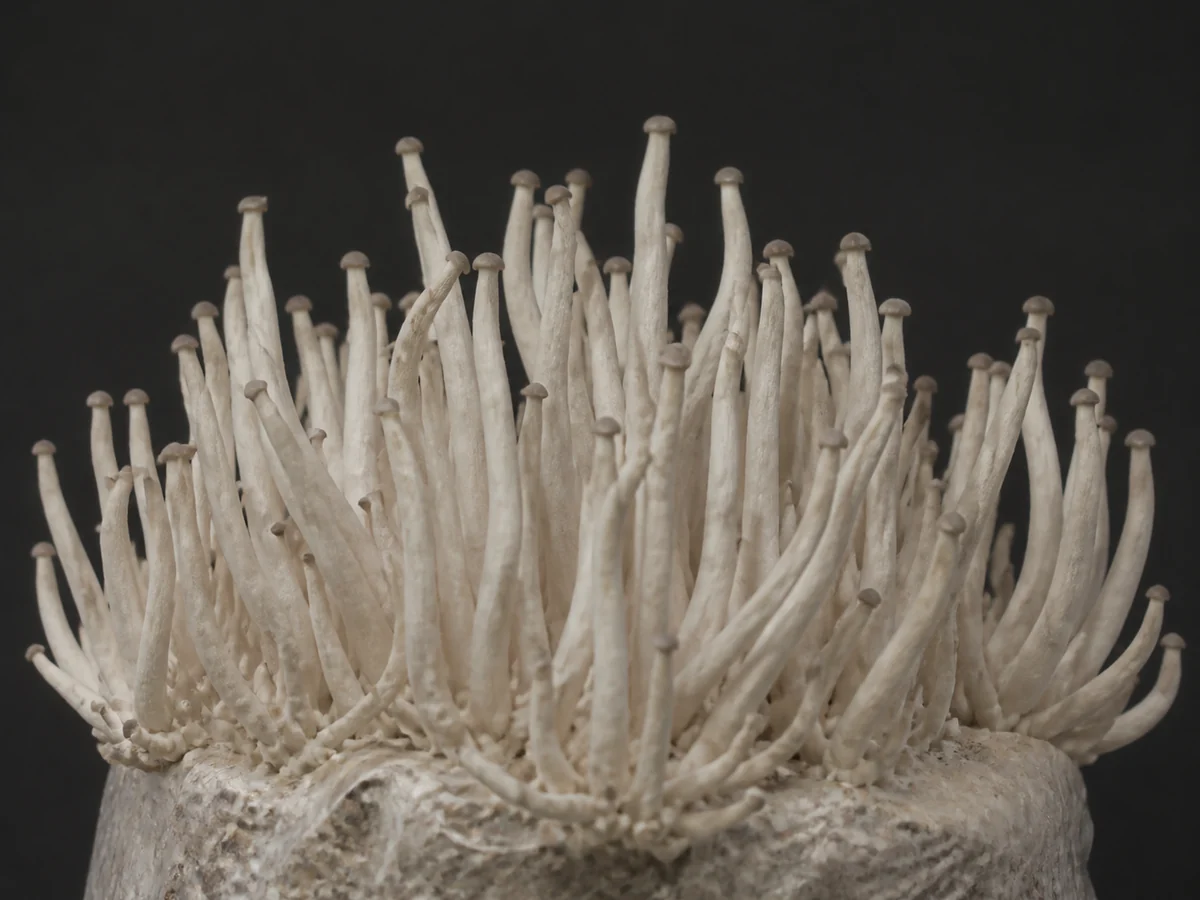 Oyster mushrooms with long pale thin stems and tiny undeveloped caps, the shape a crop takes in stale air