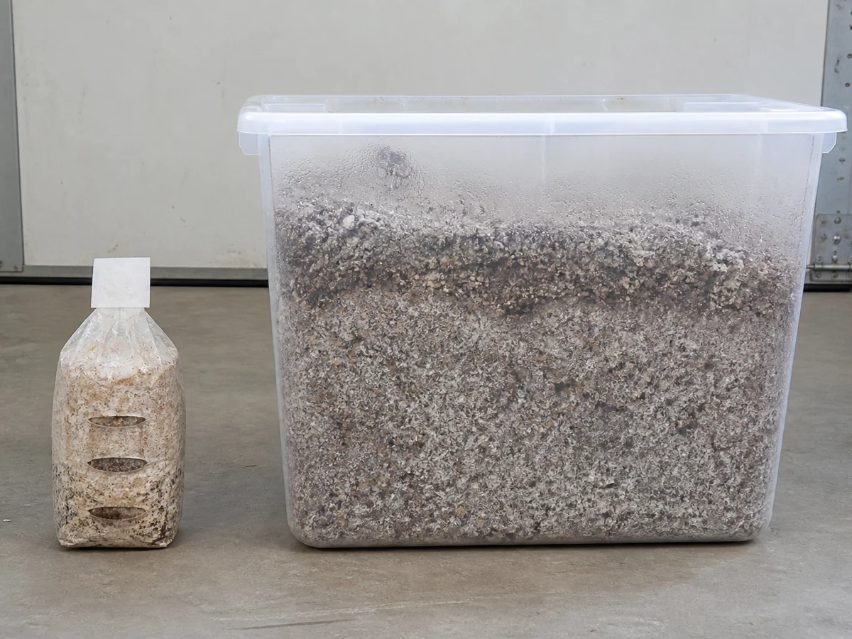 A single small sawdust mushroom block in a slit bag standing beside a much larger clear tub of substrate for size comparison