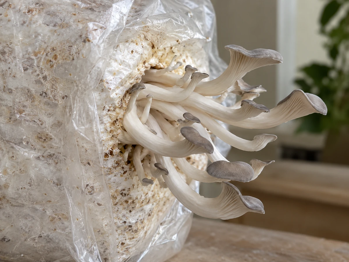A cultivated oyster cluster with elongated lateral stems and small gray fan-shaped caps emerging from a bagged block