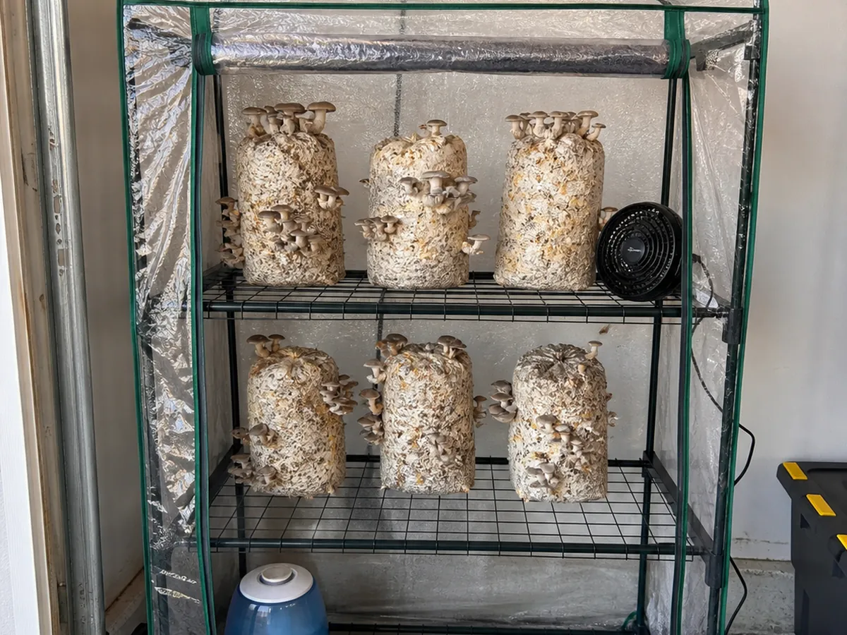 A small zip-up greenhouse tent with wire shelves holding several sawdust mushroom blocks in fruit, with a humidifier and a clip fan