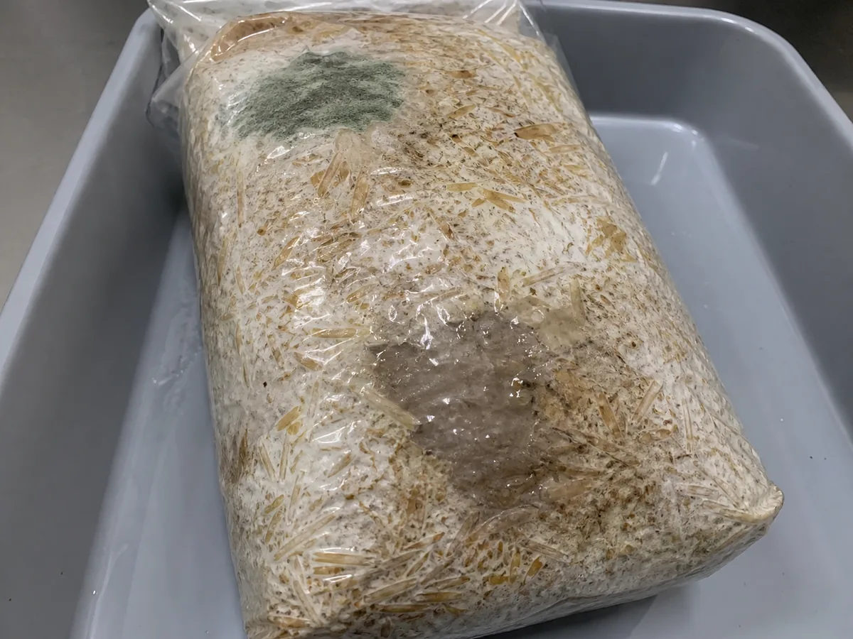 Sealed golden oyster substrate bag with separate green mold and wet bacterial decay