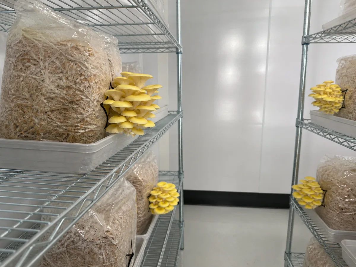 Golden oyster blocks producing yellow lateral clusters on open wire shelves