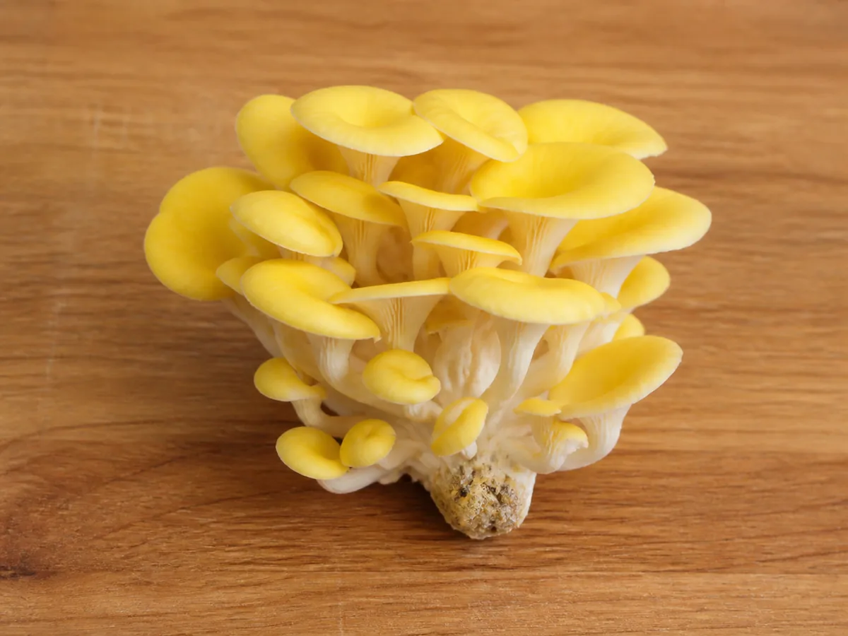 Whole harvest-ready golden oyster cluster with bright overlapping caps