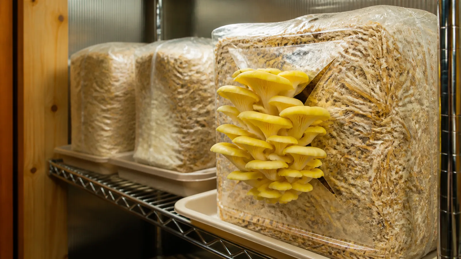 How to Grow Golden Oyster Mushrooms From Contained Block to Harvest