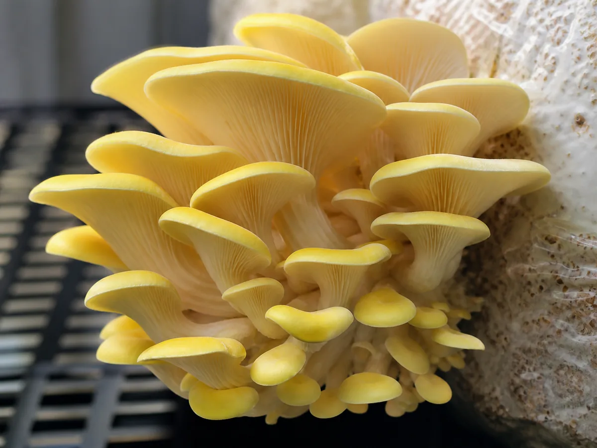 Golden oyster cap margins moving from cupped to nearly level