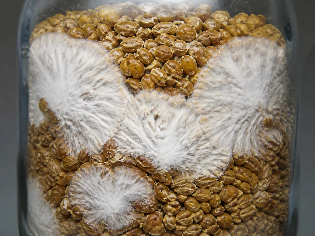 White mushroom mycelium spreading outward in rounded fronts from several separate points into uncolonized tan grain, seen through the glass wall of a jar