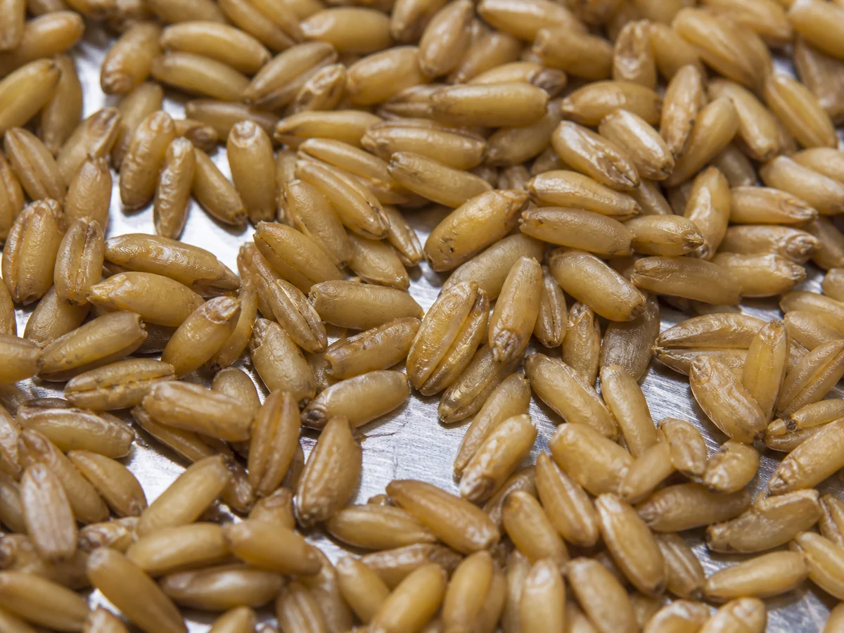 Extreme close view of hydrated rye grains on a stainless tray, each kernel plump and separate with a damp matte surface and no pooled water