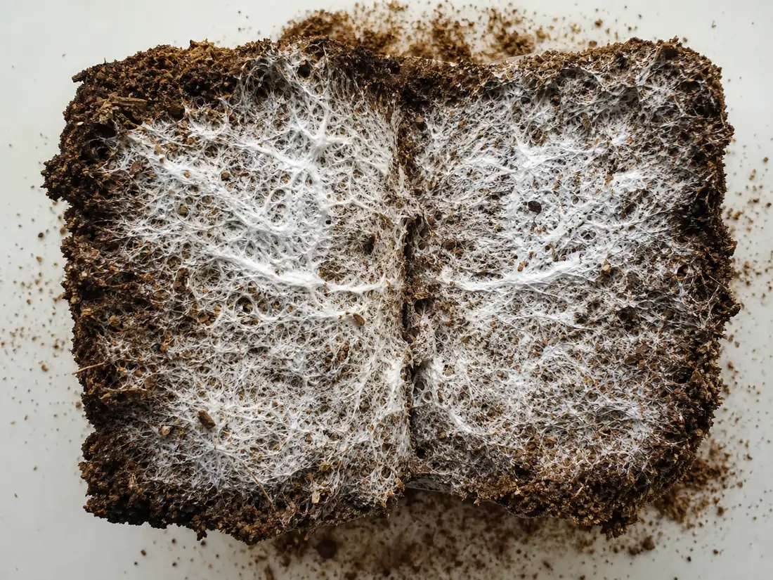 Cut section through a Lion's Mane sawdust block showing white mycelium threading unevenly through the substrate