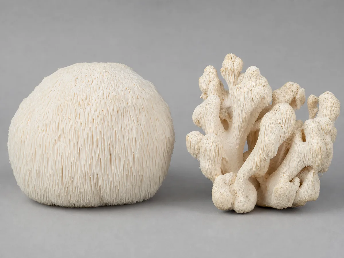 Two Lion's Mane fruiting bodies side by side, one a tidy rounded mass with even hanging spines and one branched into separate coral-like fingers