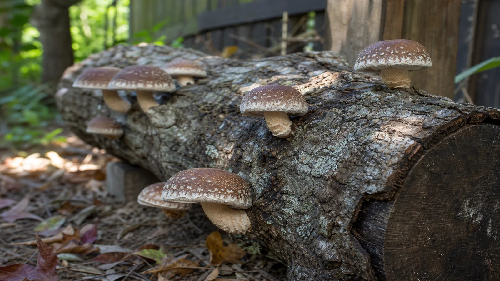 Shiitake mushrooms fruiting from inoculated hardwood logs in a shaded yard - how to grow shiitake | KnowTheSpore