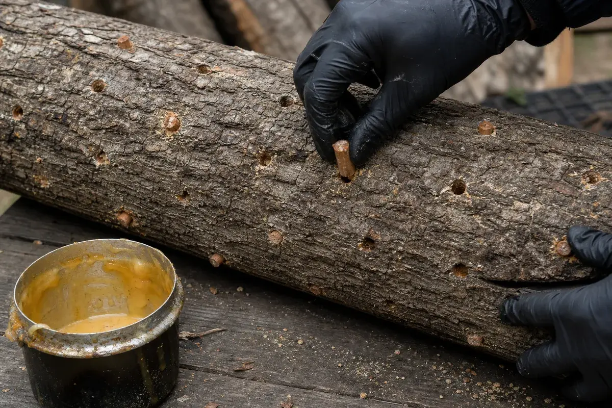 Drilled hardwood log with plug spawn and melted wax for shiitake inoculation - how to grow shiitake