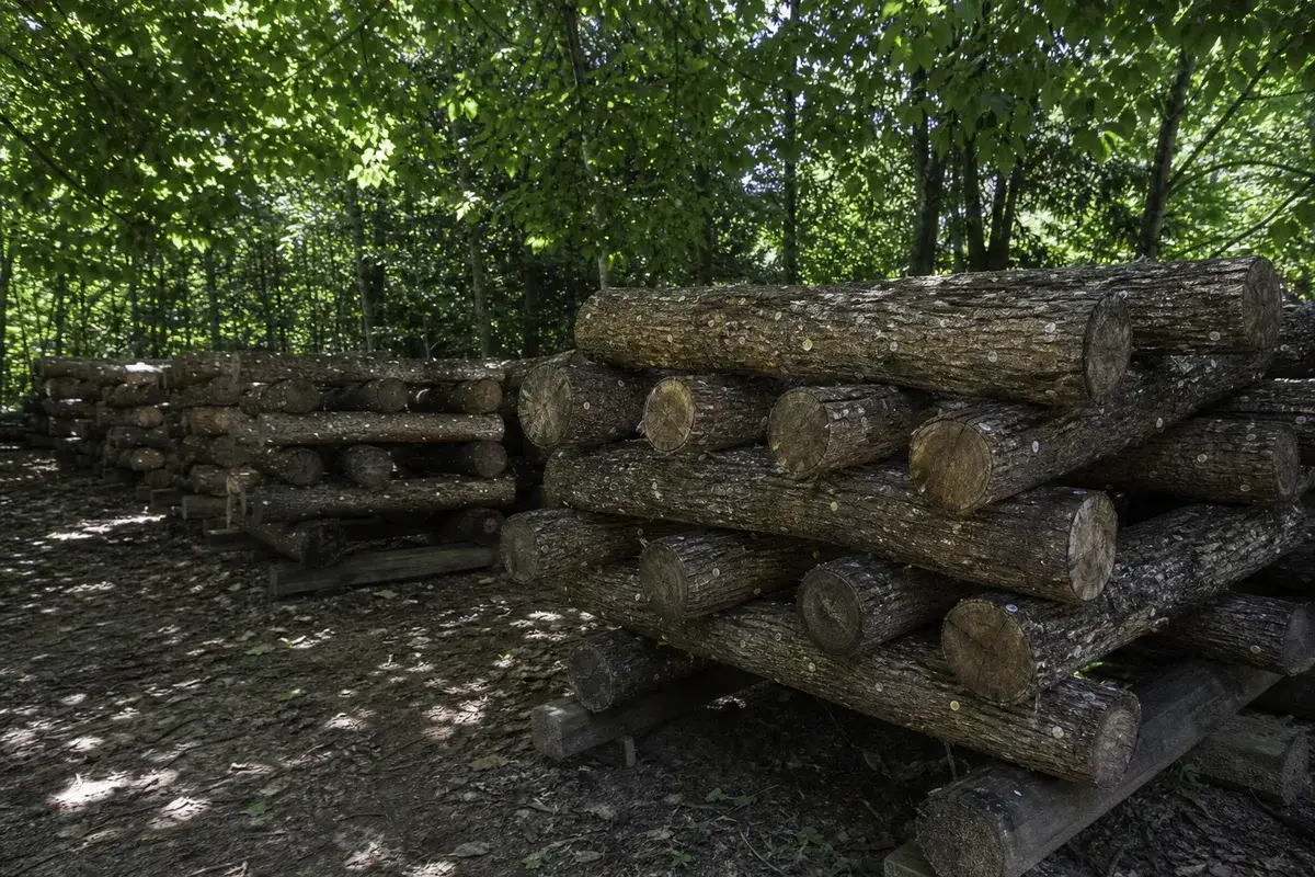 Stacked inoculated shiitake logs in a shaded laying yard - how to grow shiitake
