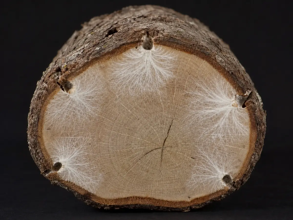 Cut end of an inoculated hardwood log showing white mycelium advancing inward from several holes - shiitake log colonization