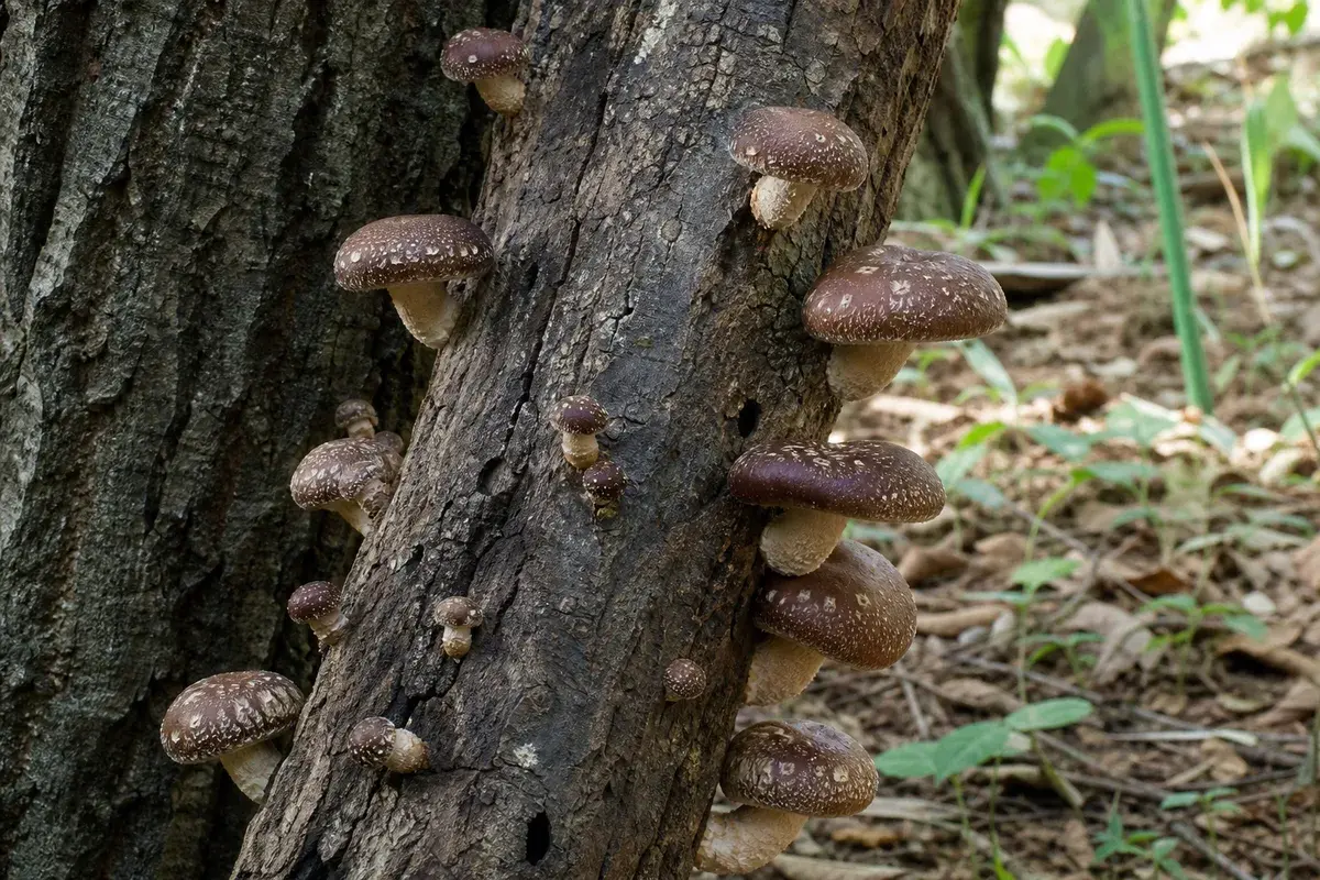 Shiitake mushrooms emerging from a soaked hardwood log - how to grow shiitake