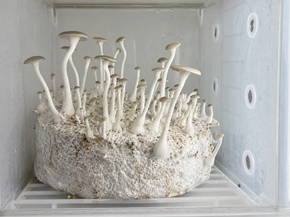 Long-stemmed mushrooms showing fresh air imbalance - mushroom grow contamination