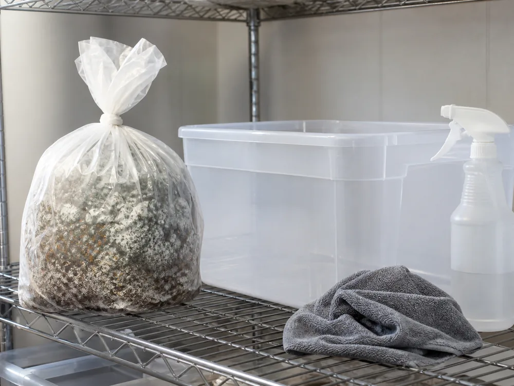 Sealed contaminated mushroom grow bag beside a cleaned tub - mushroom grow contamination
