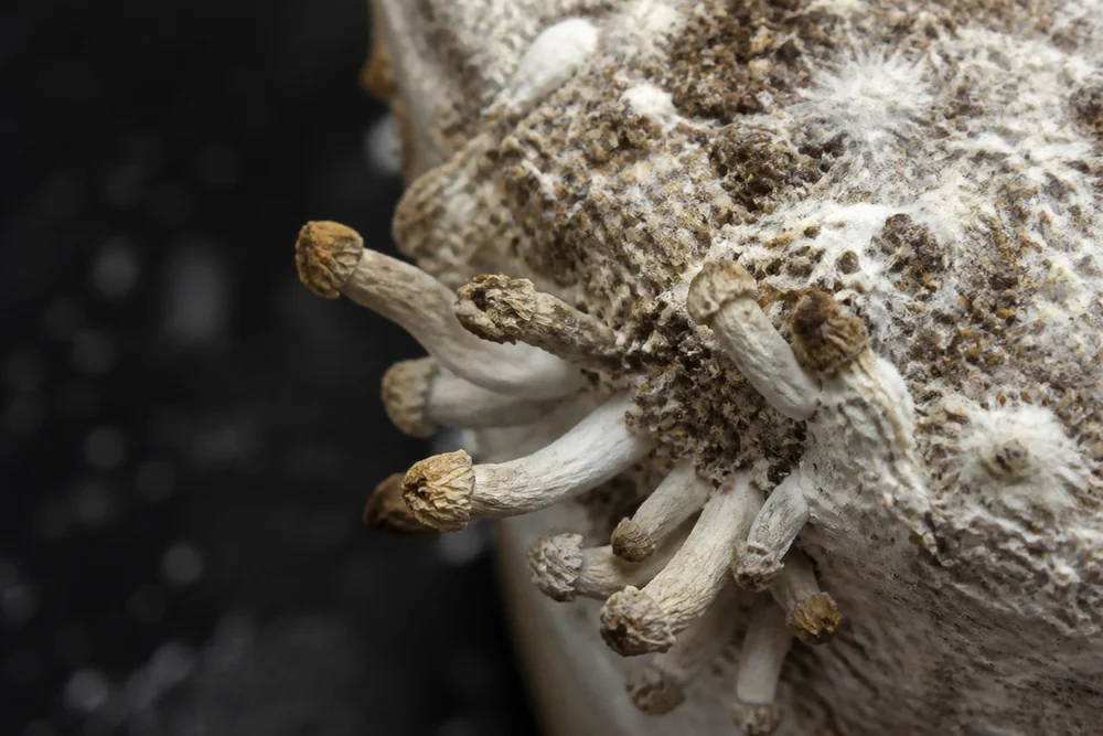 A cluster of small mushroom pins that have dried out and aborted, shrivelled and yellowed at the tips, against a substrate block