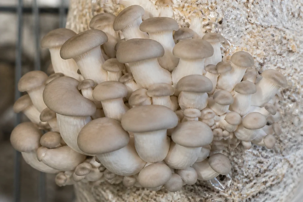 A healthy dense cluster of small oyster mushroom pins emerging from a substrate block, moist and plump under soft even light
