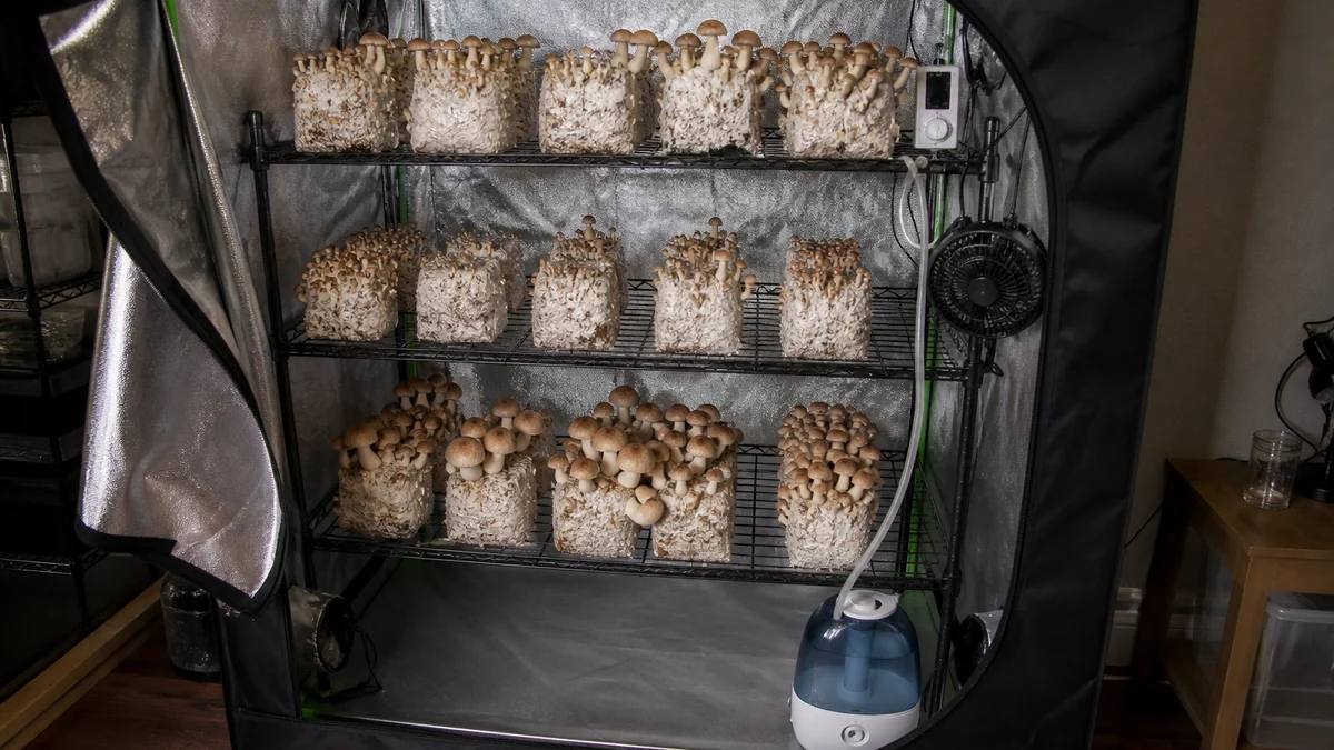 A home grow tent open at the front with shelves of fruiting blocks, a humidifier, a fan and a controller