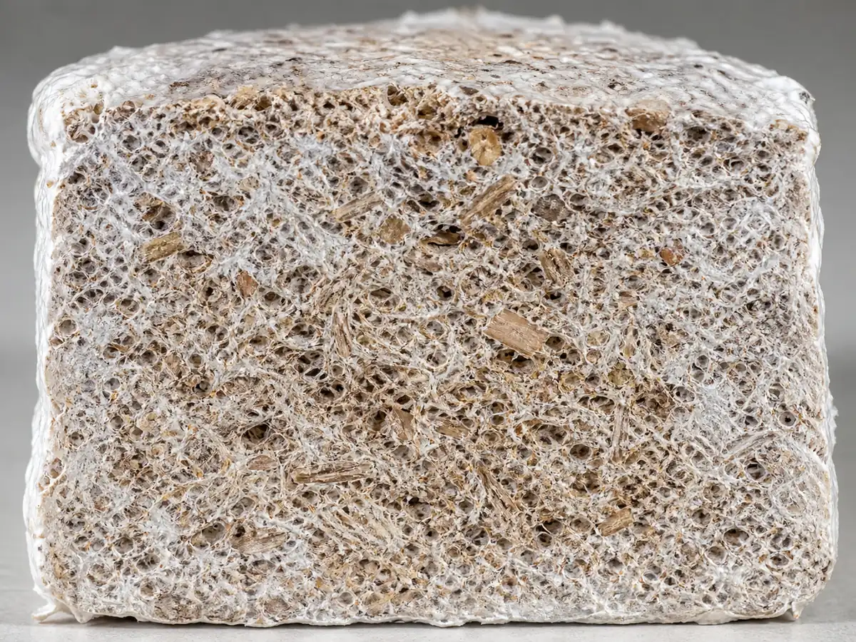 Cross-section of a hydrated king oyster hardwood block with visible particles and white mycelium