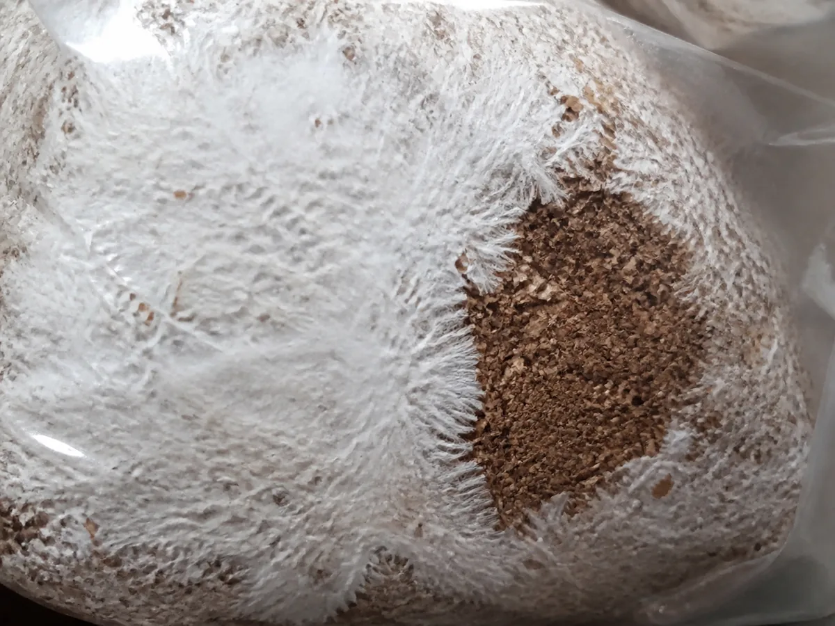 Dense white king oyster mycelium meeting a small brown uncolonized pocket inside a filter bag