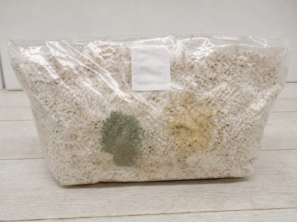 Sealed king oyster substrate bag with a green sporulating patch and a translucent wet bacterial zone