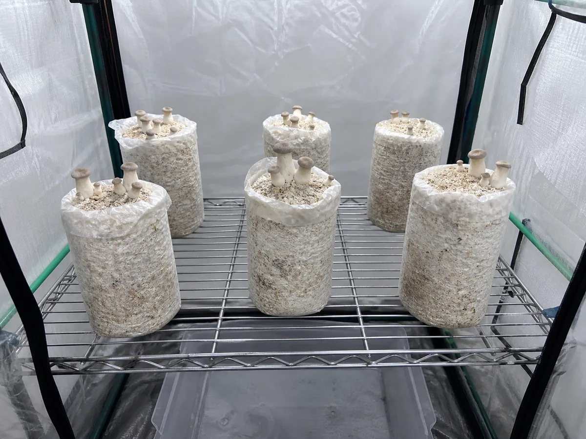 Top-opened king oyster blocks with young pins spaced on a wire shelf in a humid fruiting tent