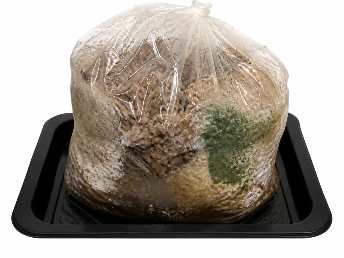 Sealed maitake bag with green growth and a wet collapsed base isolated on a tray