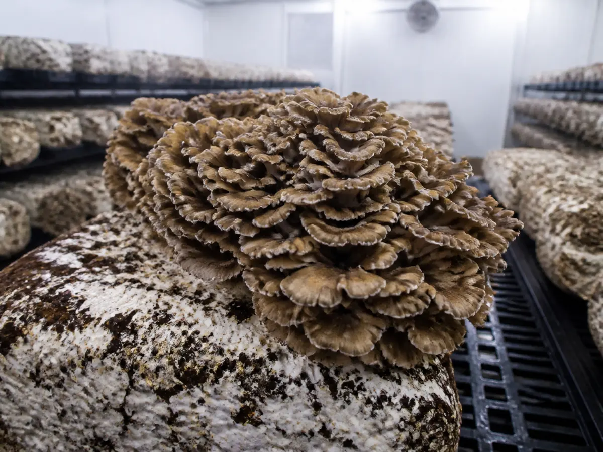 Maitake blocks fruiting on open shelves in a cool measured room