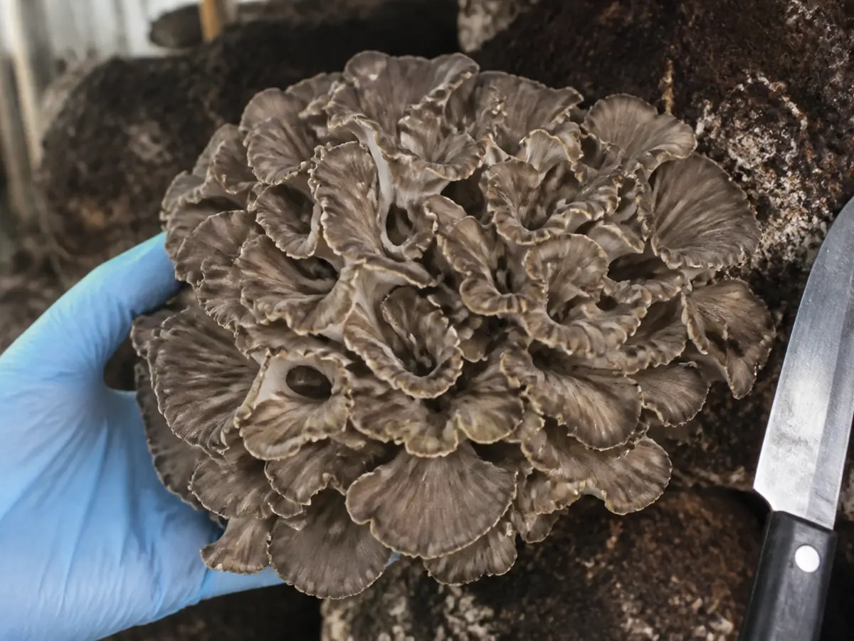 Freshly cut cohesive maitake cluster with firm divided fronds