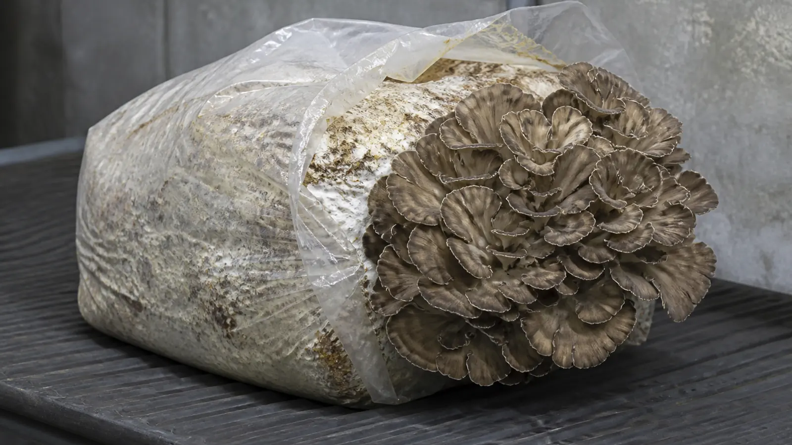 How to Grow Maitake Through Its Hidden Primordium Stage