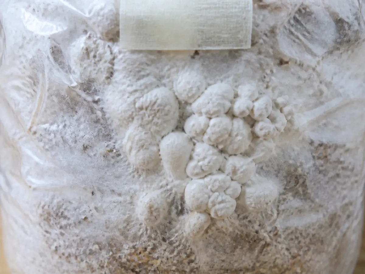Maitake mycelium thickening into compact knots behind a clear filter bag