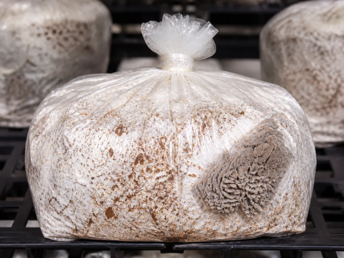 Brain-like maitake primordium developing around the upper perimeter of a sealed bag
