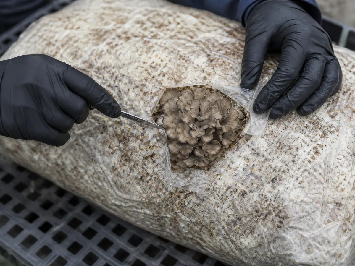Gloved hand cutting a small opening over a marked maitake primordium
