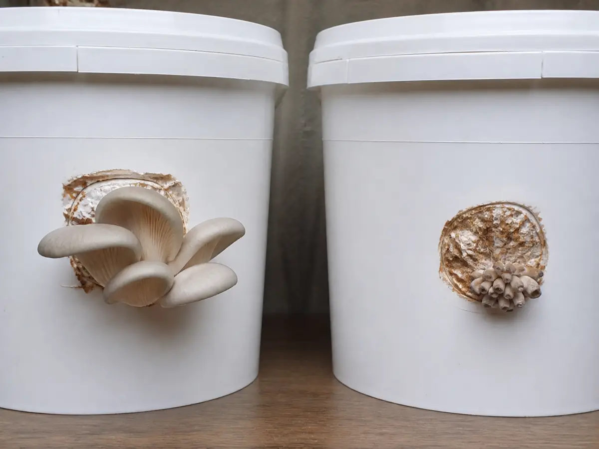 Side-by-side oyster bucket openings showing one healthy broad cluster and one dry stalled cluster with no colored mold
