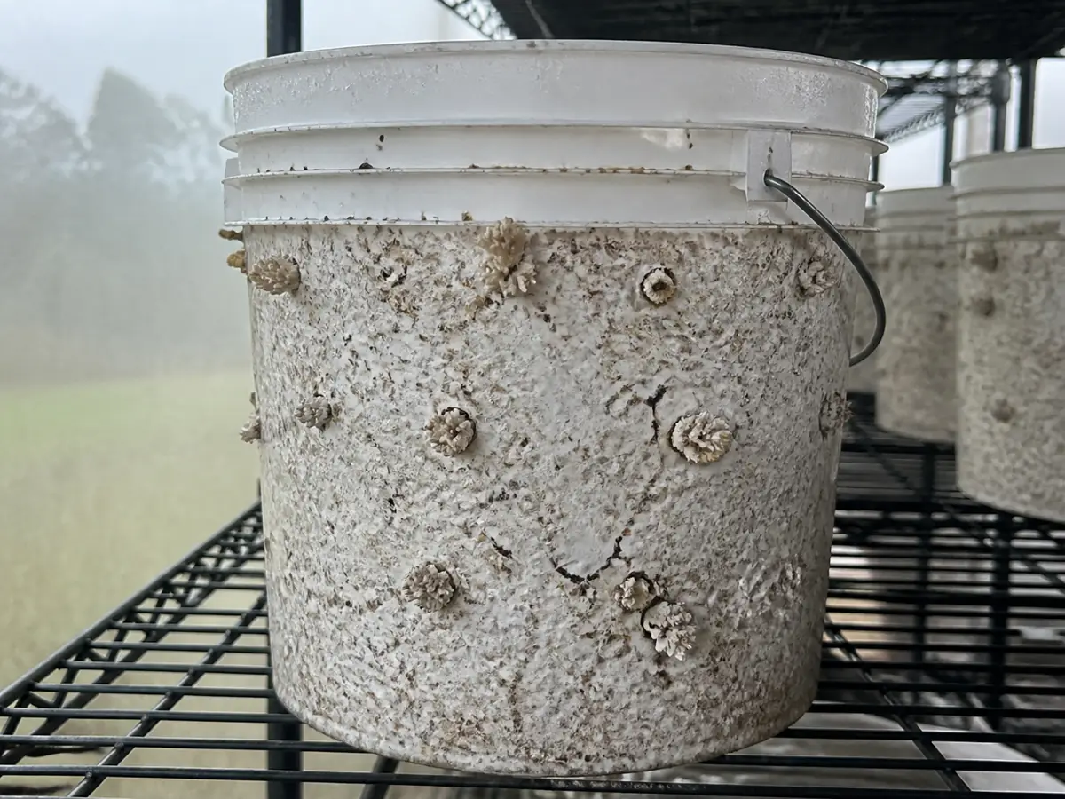 Young oyster clusters emerging from bucket holes in a humid shelf with indirect light and gentle air exchange