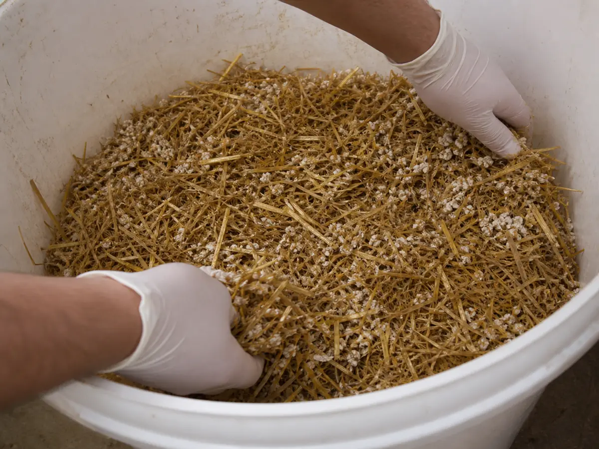 Clean gloved hands distributing oyster mushroom grain spawn through loose cooled straw inside a bucket