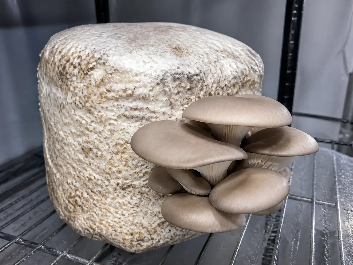 Healthy mushroom cluster developing from a moist block opening with balanced air exchange