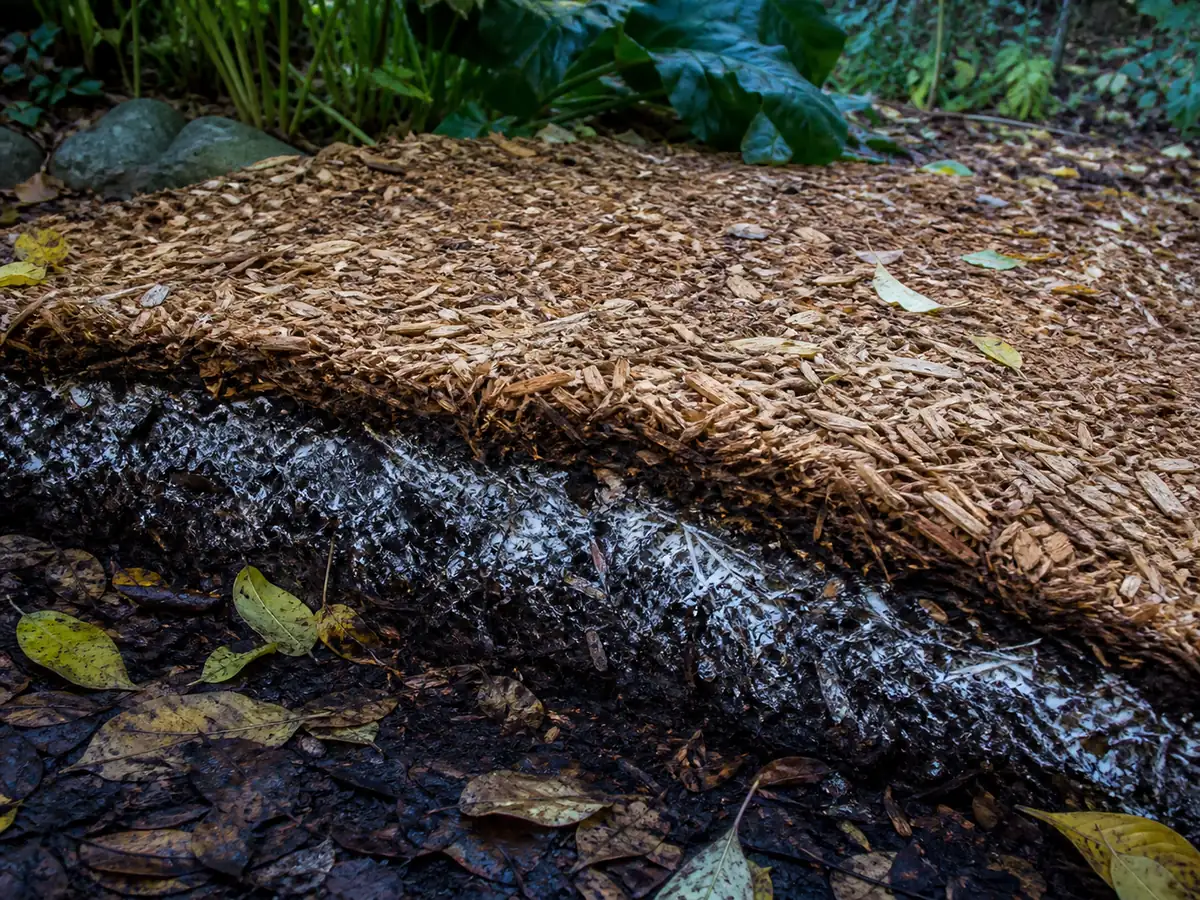 Established mushroom bed with colonized old chips beneath a fresh loose top-dressing