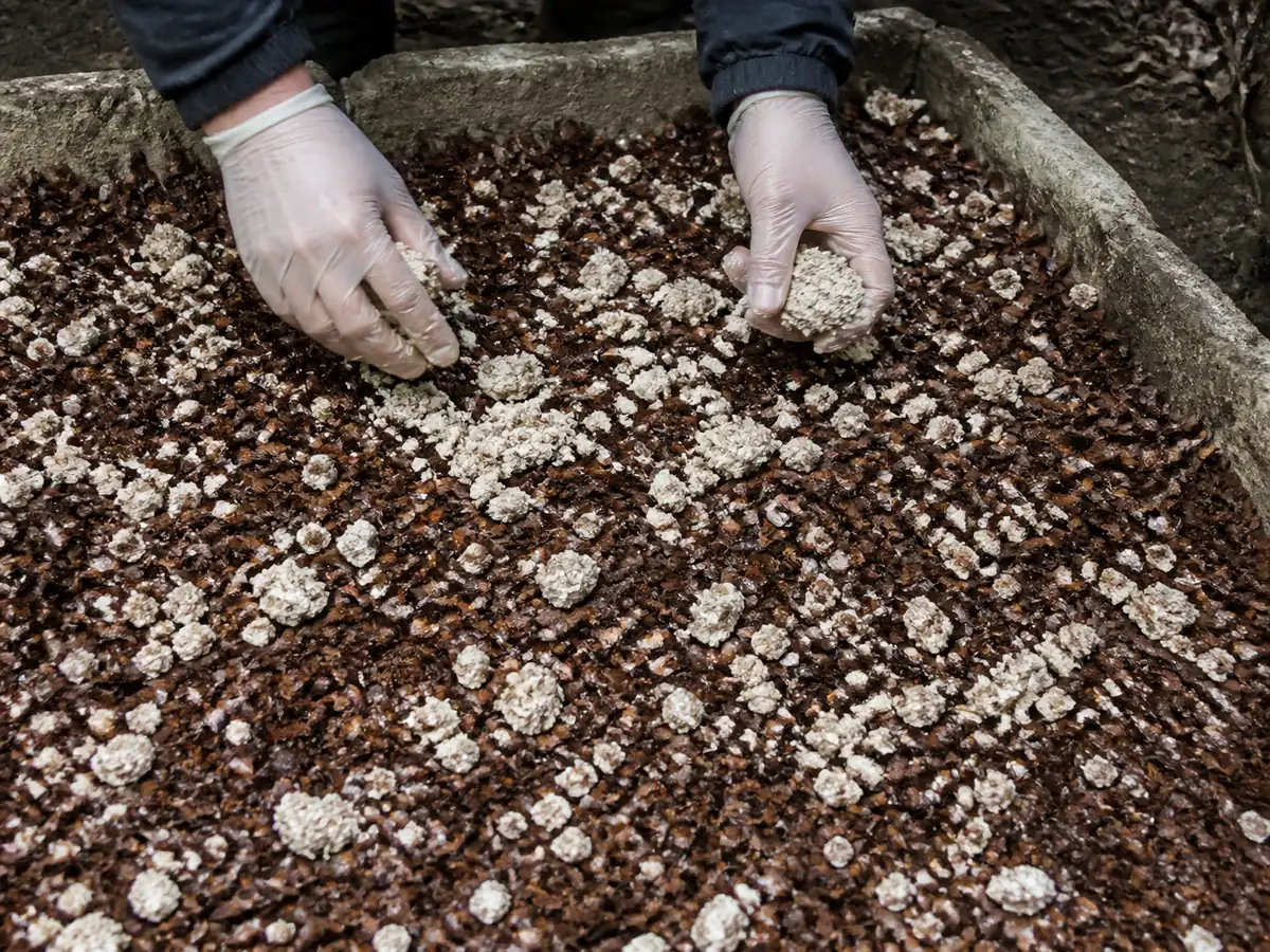 Hands distributing crumbled sawdust spawn over a damp hardwood-chip layer